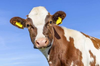 Cattle Fall on Thursday as Beef Slips Back